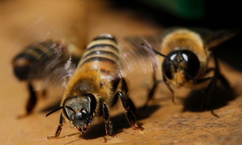 Укуси бджіл для 40-річного чоловіка стали смертельними