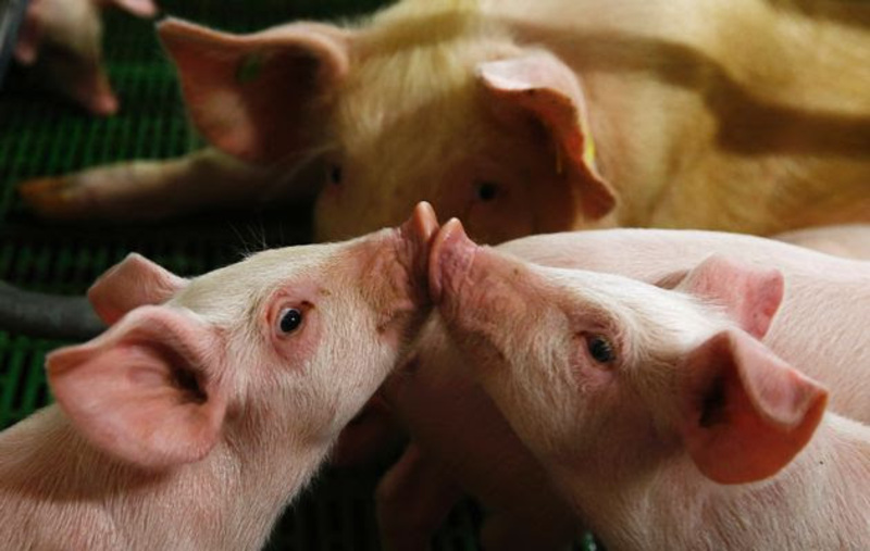 На ринках стихійної торгівлі заборонили торгівлю живими свиньми