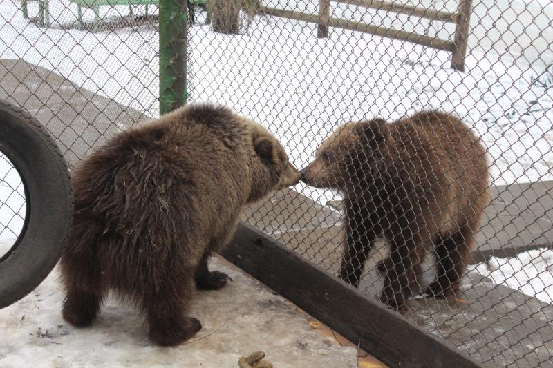 Хмельницькі ведмеді готуються до зими