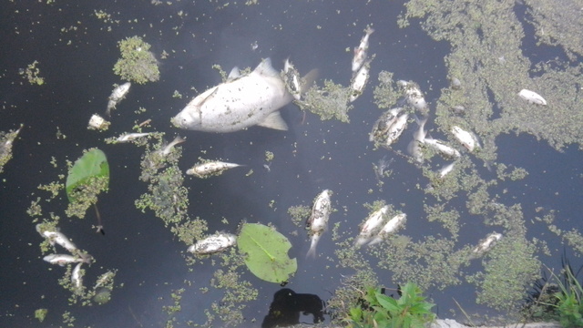 На Хмельниччині у річках гине риба - фото 1