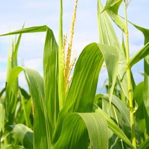 Виробництво кукурудзи - зросло