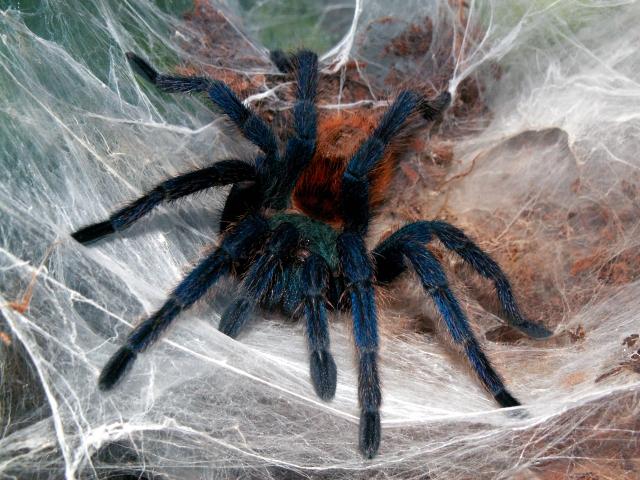 Невідомий вид павуків виявили в квартирі кам