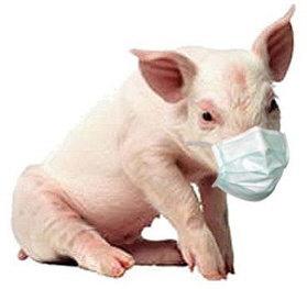 Свинячим грипом нас уже не злякаєш - виробився імунітет.
