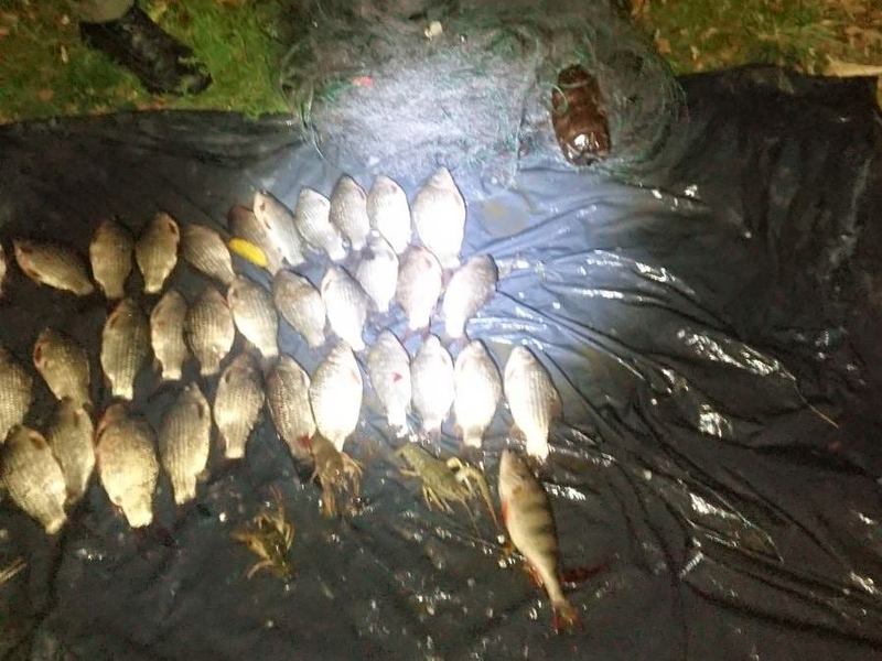 У сітці рибалки виявили 33 екземпляри сріблястого карася, одного окуня та чотири раки