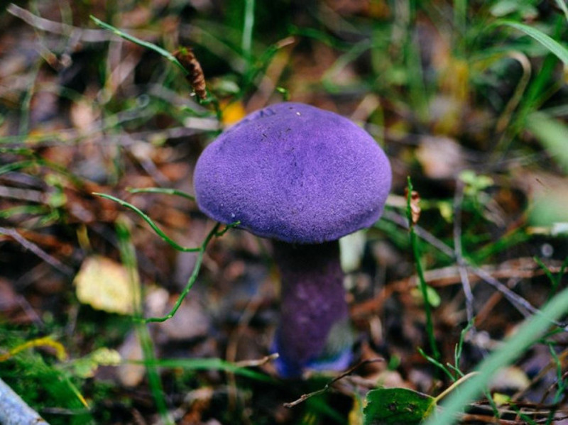 Павутинник фіолетовий - рідкісний їстівний гриб, що зростає невеликими групами, однак частіше поодинці