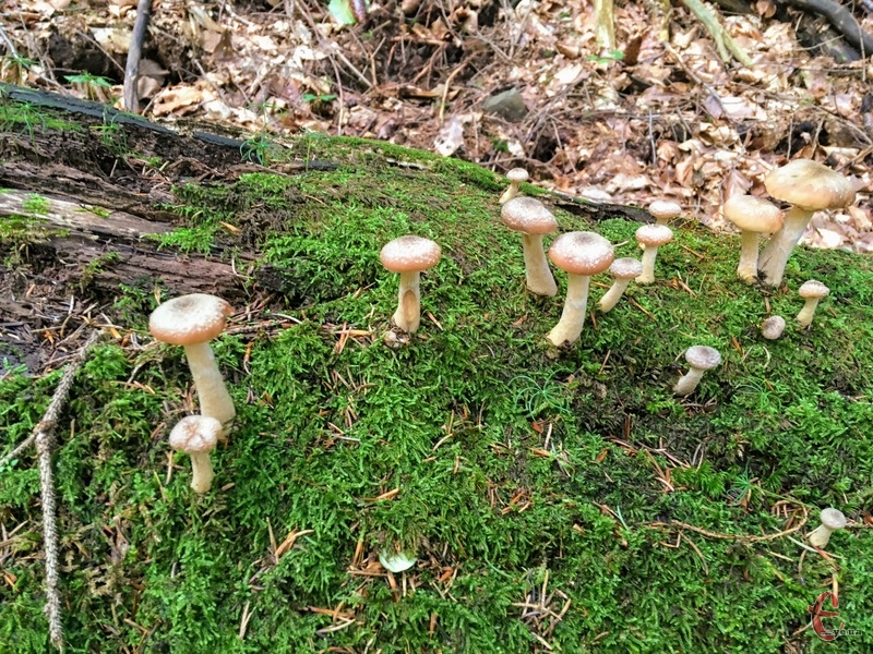 Семеро хмельничан отруїлись грибами
