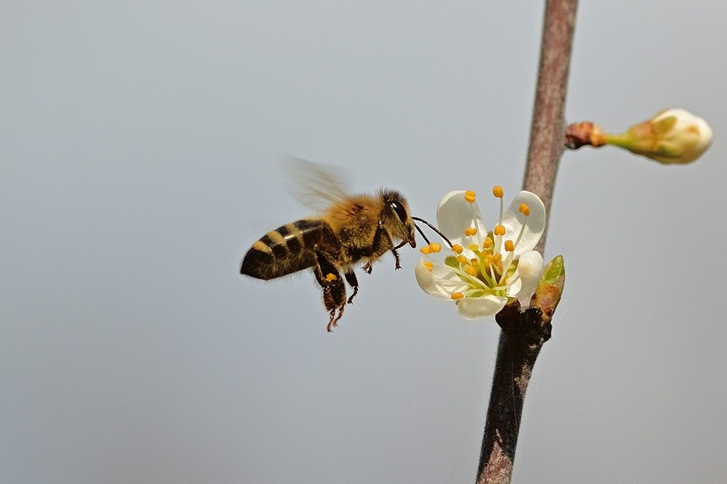 Невдовзі парламент має розглянути нові законопроєкти, присвячені розвитку бджільництва й захисту бджіл
