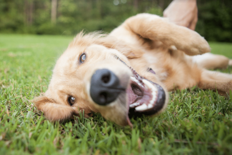 Тварині потрібен активний відпочинок, тому необхідно грати з нею та подбати щоб була амуніція для собак