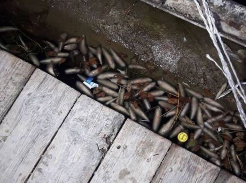 Факти загибелі риби виявили у Новоушицькому районі