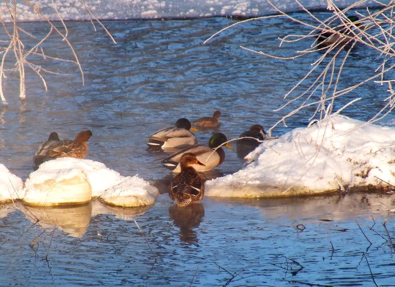 Найбільше на Голосківських джерелах зимує диких качок.