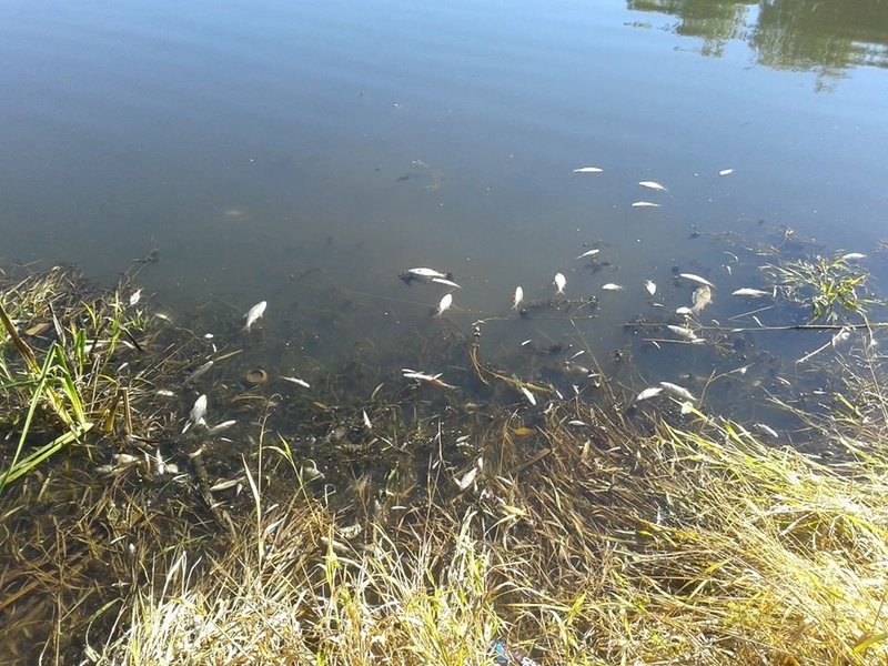 Екологи кажуть, літній замор риби - через низький рівень кисню у воді