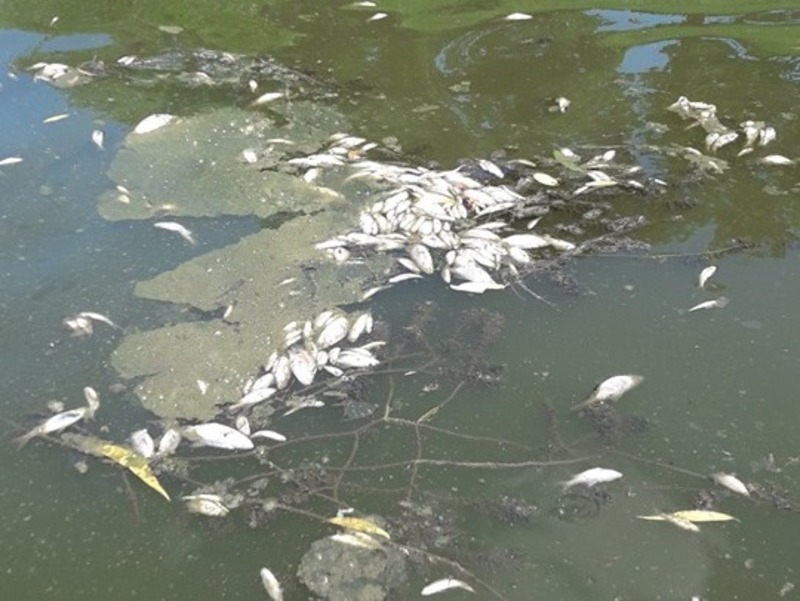 Риба загинула на водосховищі річки Случ