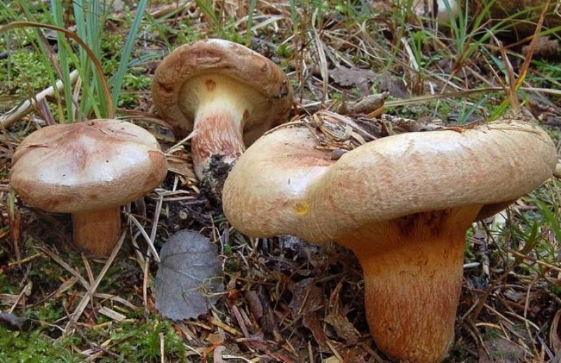 Подоляни отруїлися неїстівними грибами
