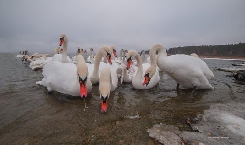 Щороку з настанням холодів сотні птахів злітаються на озеро атомної станції, щоб комфортно пережити морози