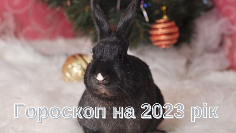 2023 рік пройде під покровительством Чорного Водяного Кролика