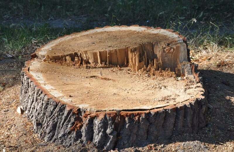 Хмельницькі держекоінспектори виявили незаконну вирубку дерев на території підприємства