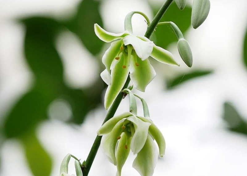Фуркрейя – монокарпічна рослина. Тобто, вона цвіте та плодоносить лише раз у житті