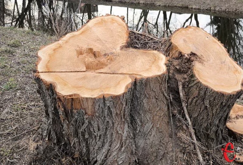 На території заповідного фонду незаконно зрізали 31 дерево