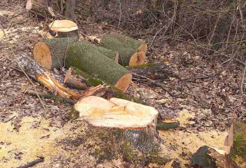 На території Чемеровецької селищної ради незаконно зрізано 193 дерева