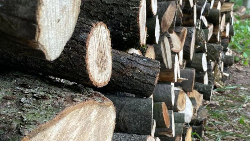 Порівняно з минулим роком, вартість деревини майже не змінилася