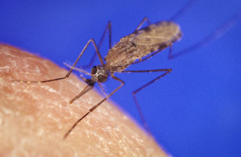 Інфекція передається через укуси малярійних комарів