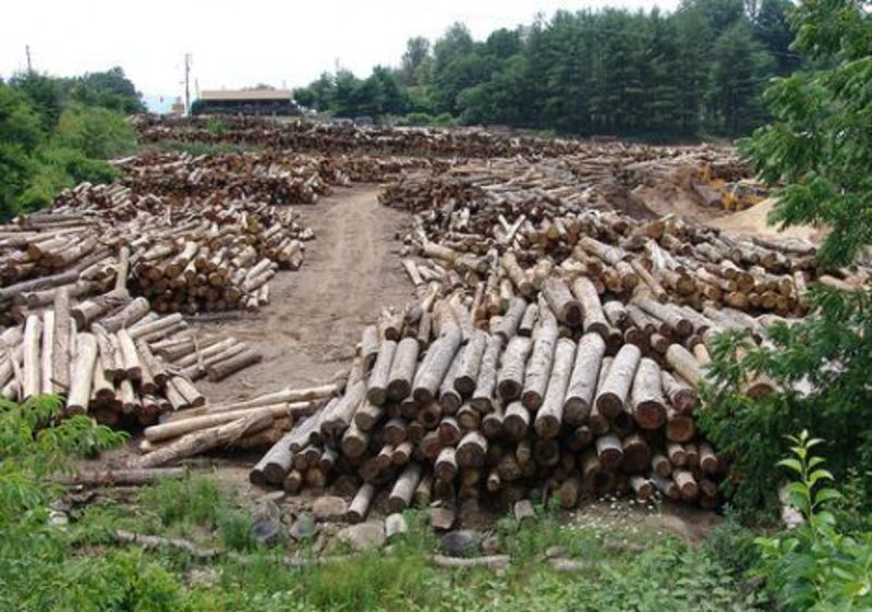Понад 100 дерев вирубали на території Хмельницької області.