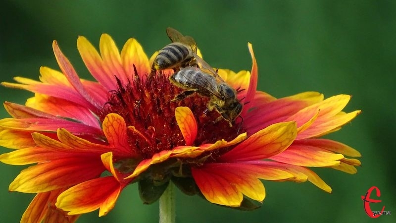 Впродовж року в області підтверджено 16 випадків масової загибелі бджіл