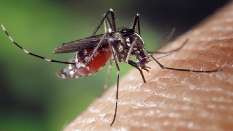 Укус комара може викликати алергічну реакцію