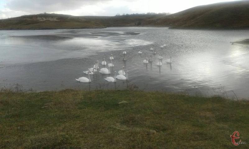 У Шарівці на ставку зимують понад два десятка лебедів