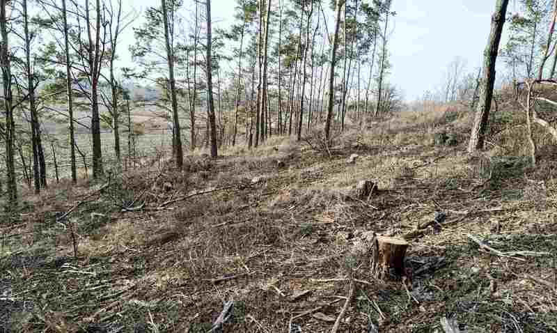 Незаконну вирубку дерев було зафіксовано між селами Ставок та Вязовець