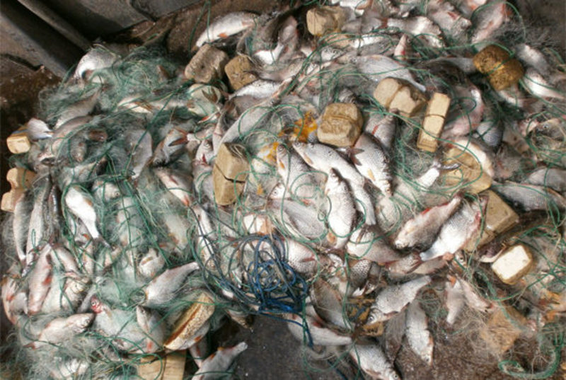 Рибній галузі завдали школи на понад 216 тисяч гривень