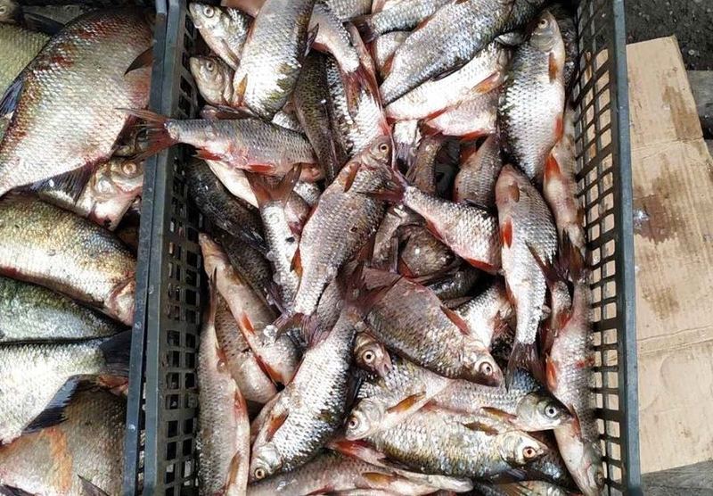 Збитки, завдані рибному господарству, склали 34 867 гривень