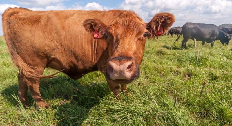 У Теофіпольському районі вже другий рік поспіль реєструються випадки захворювання на сказ серед великої рогатої худоби