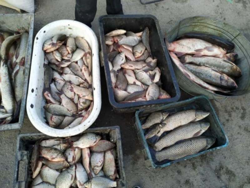 Рибоохоронці виявили продаж риби без документів на ринках області