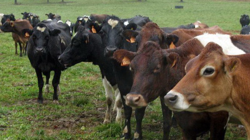У Віньковцях, за попередньою інформацією, хтось отруїв 94 корови
