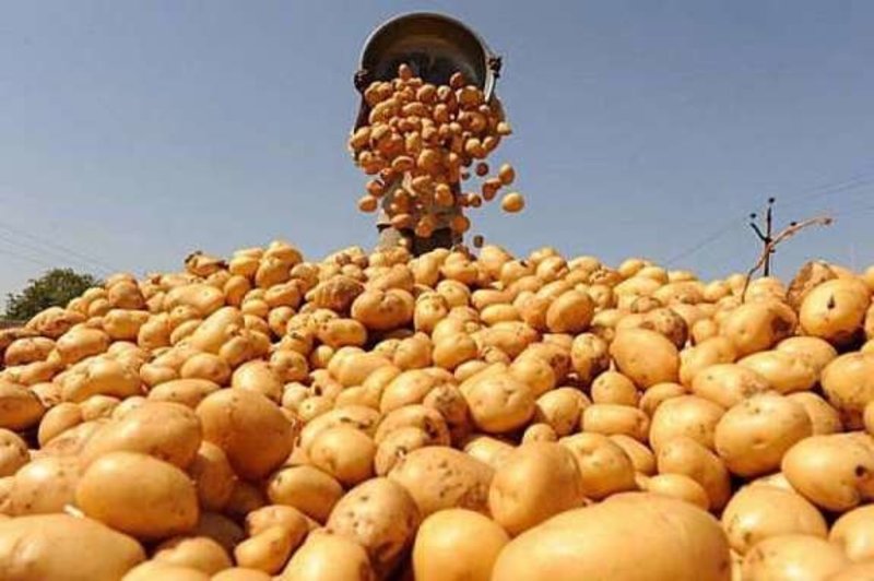Жінка з Старокостянтинова втратила 108 тисяч гривень при купівлі картоплі