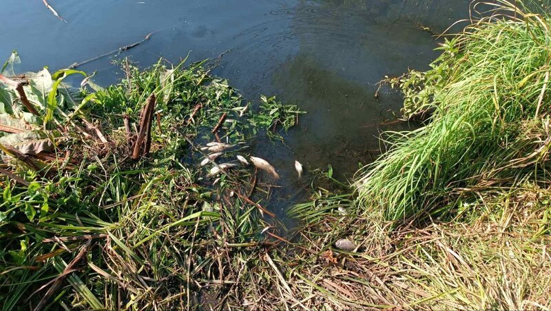 Сотні загиблих рибин виявили у річці Случ