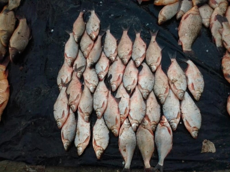 На Хмельниччині за незаконний вилов риби нараховані збитки понад 25 тисяч гривень