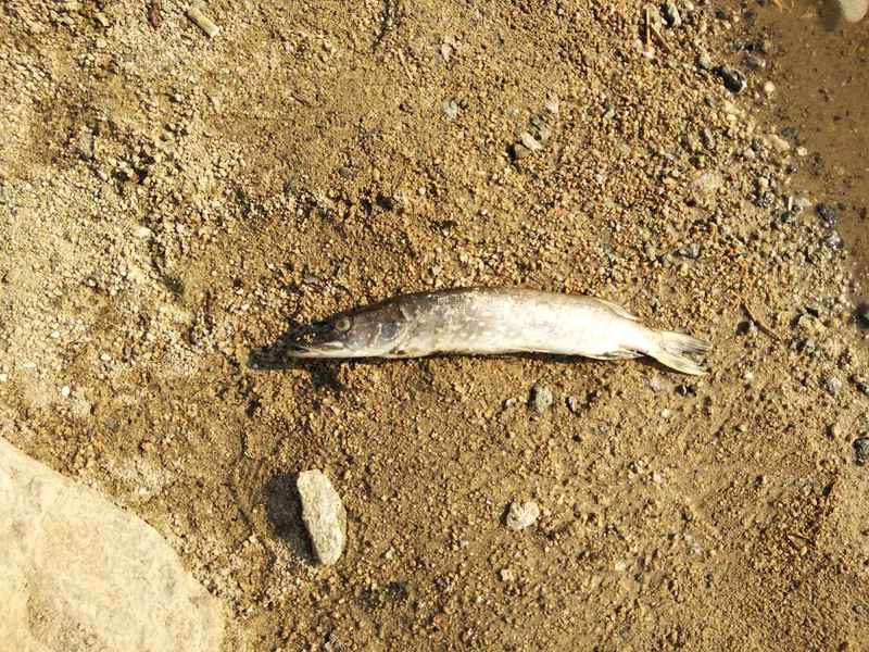 Ймовірна причина загибелі риби — різке зниження рівня води