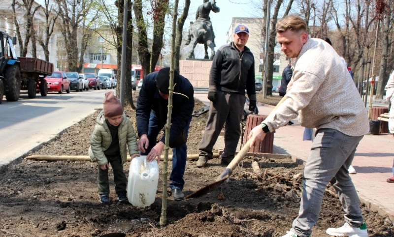 Саджанці клена гостролистого «Крімсон Сентрі» заввишки 3 метри закуплено у місті Кременчук