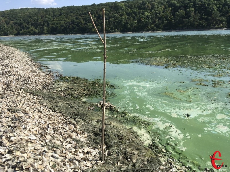 Через забруднення водойм можуть загинути річкові мешканці 