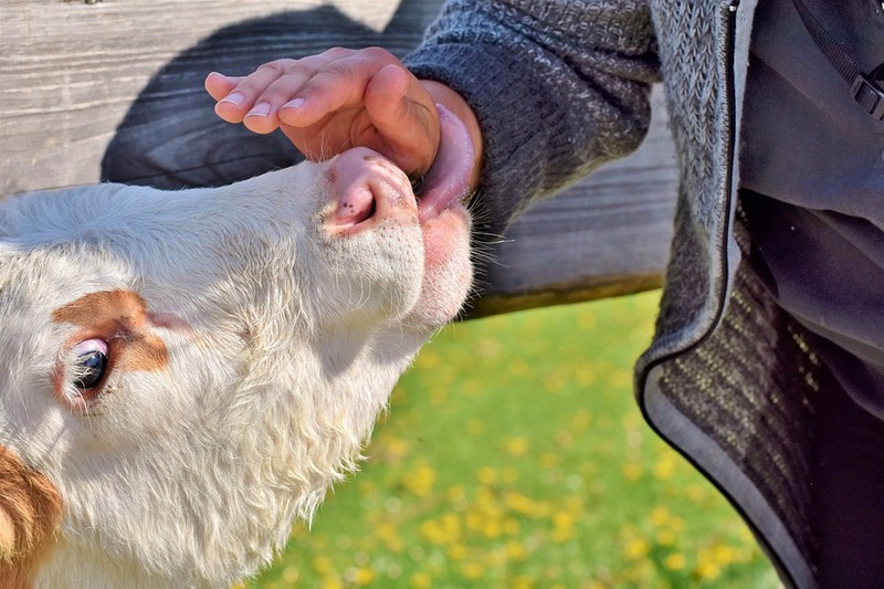 На Летичівщині підтвердили сказ у великої рогатої худоби