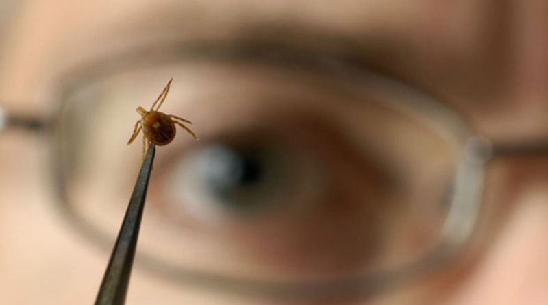 Лаборанти, які досліджували комах встановили, що однин з шести кліщів був інфікований бореліозом 