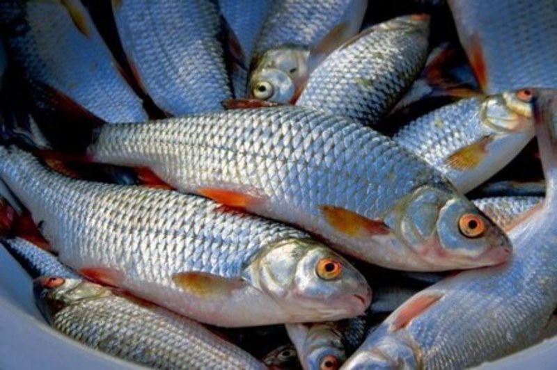Незаконний улов рибалки сягнув 679 рибин різних порід