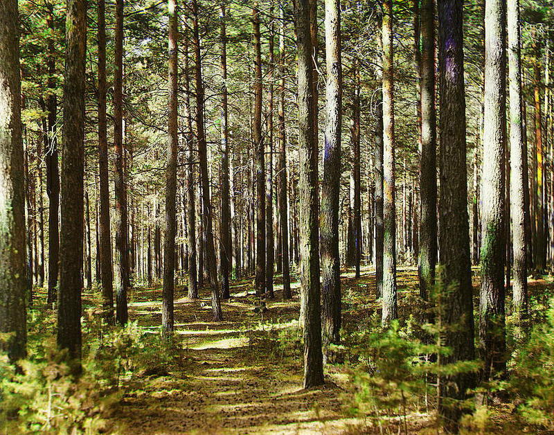 Платниками рентної плати за спеціальне використання лісових ресурсів стали колишні платники збору за спеціальне використання лісових ресурсів. 