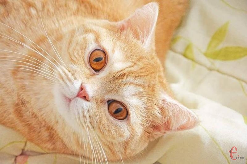 Трохи нестандартну петицію має розглянути влада Хмельницького - про визнання котів співмешканцями міста