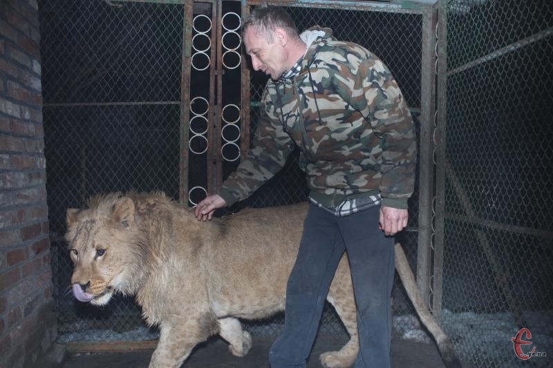 Сергій Пальохін грається з царем звірів, як з кошеням.