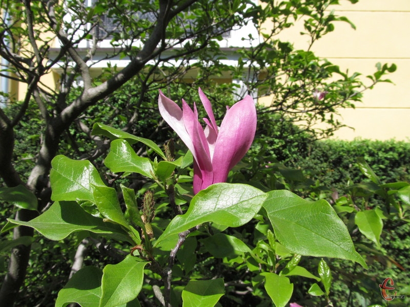 Наприкінці квітня - на початку травня в Ужгороді цвітуть магнолії
