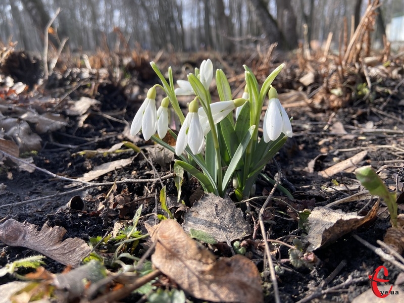 6 березня на Хмельниччині прогнозують прохолодний весняний день, утім вже наступного тижня поступово має настати потепління