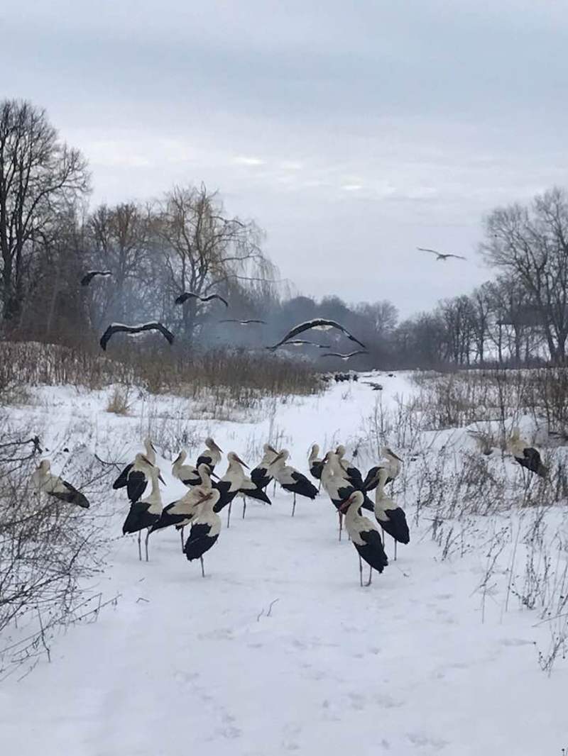 Пережити морози птахам допомагають у Довжку